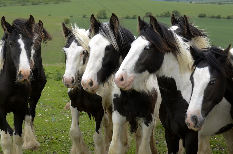 Black and White Horses — Green, Calm