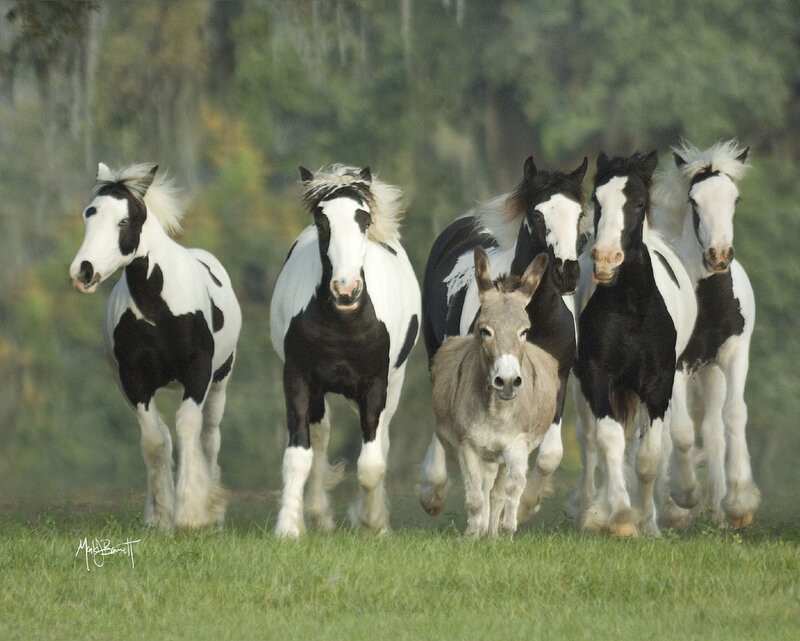 Black and White Horses — Green