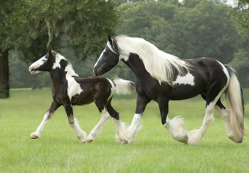 Black and White Horses