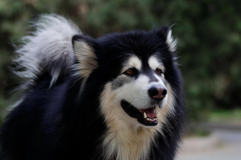 Black and White Husky — Calm, Afternoon, Photograph, Dog