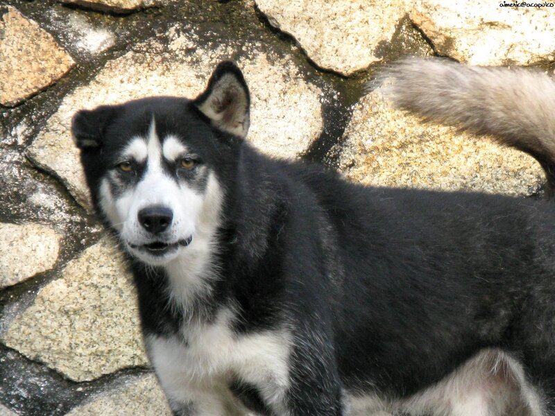 Black and White Husky — Calm, Afternoon