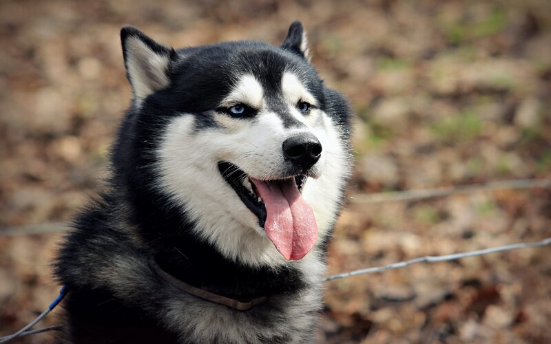 Black and White Husky — Calm, Autumn, Photograph, Dog, Leash