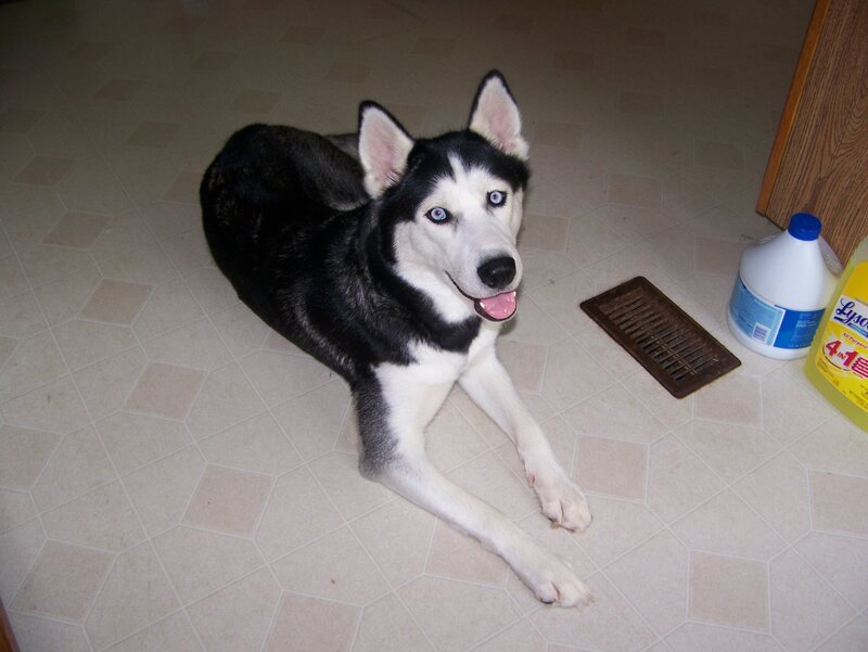 Black and White Husky — Calm, Photograph, Cleaning Supplies