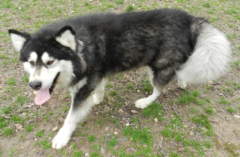 Black and White Husky — Calm, Spring