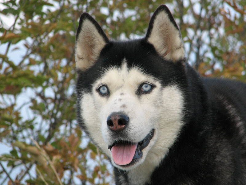 Black and White Husky — Calm