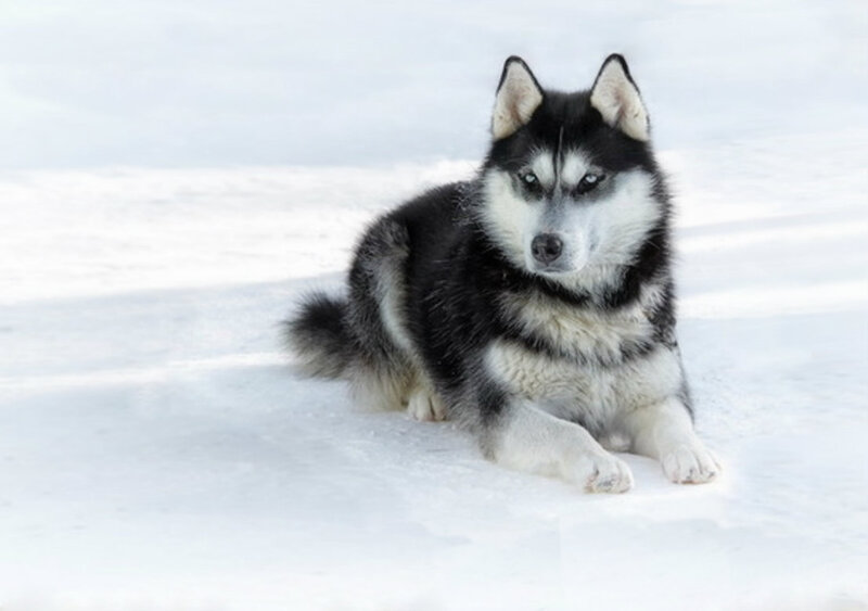 Black and White Husky — Calm, Winter, Photograph, Snow
