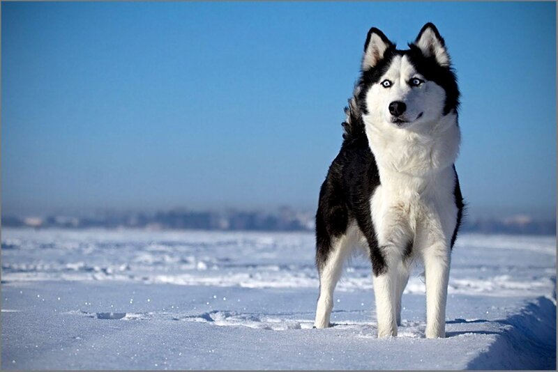 Black and White Husky — Calm, Winter, Photograph