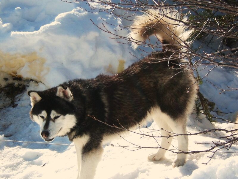 Black and White Husky — Calm, Winter