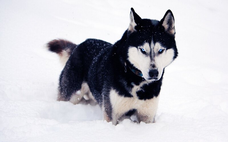 Black and White Husky — Cold
