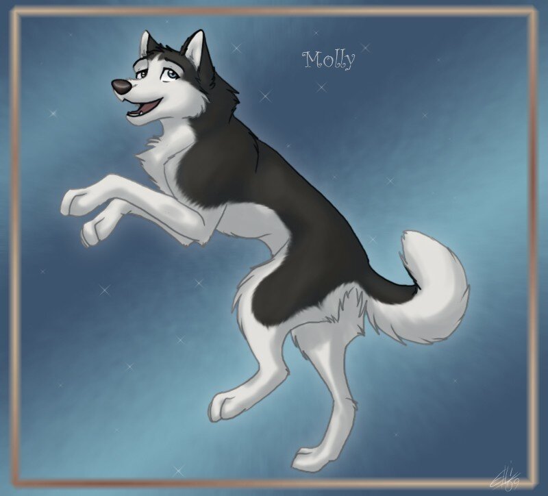 Black and White Husky Dog — Blue