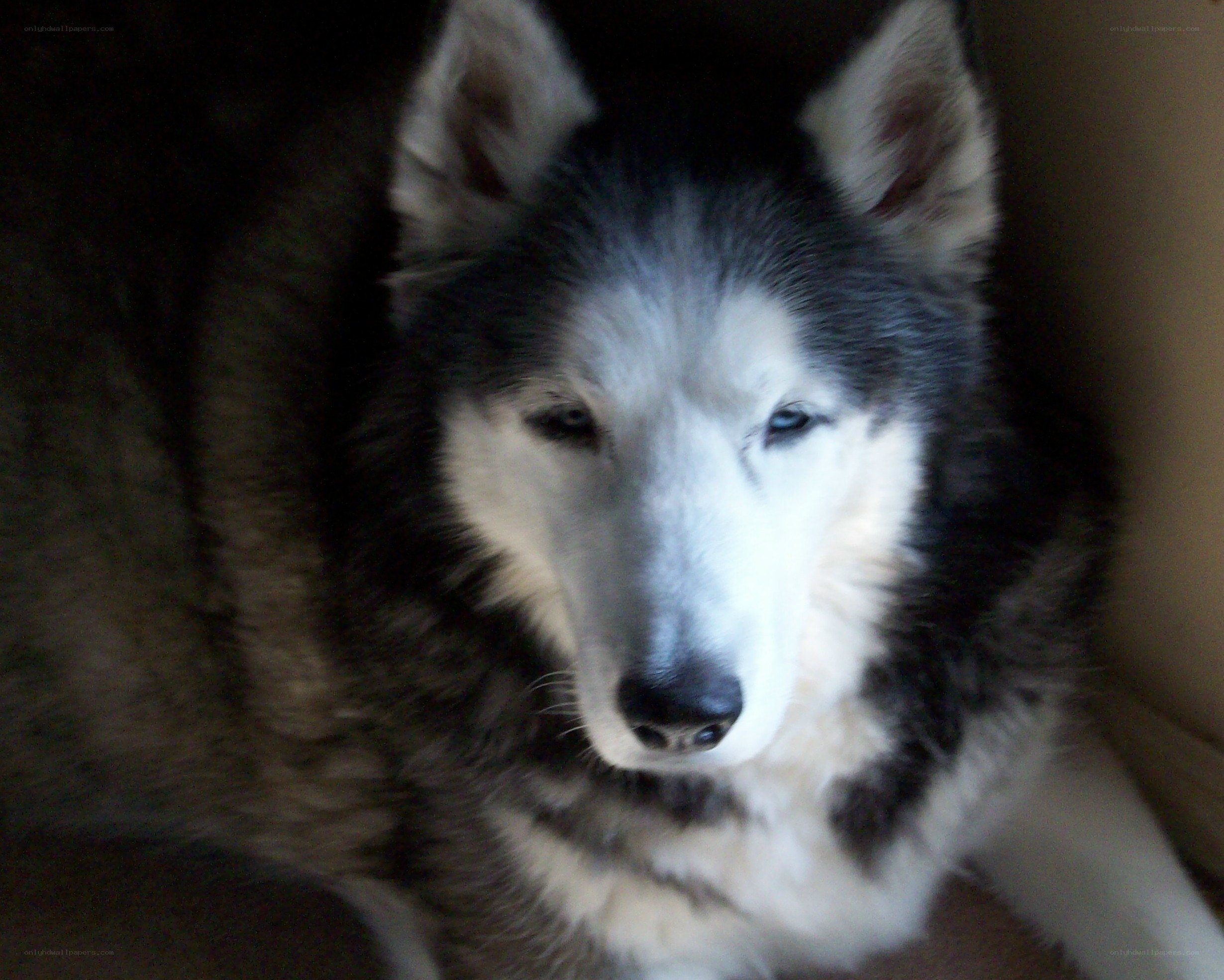 black and white husky dog