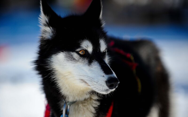 Black and White Husky — Focused