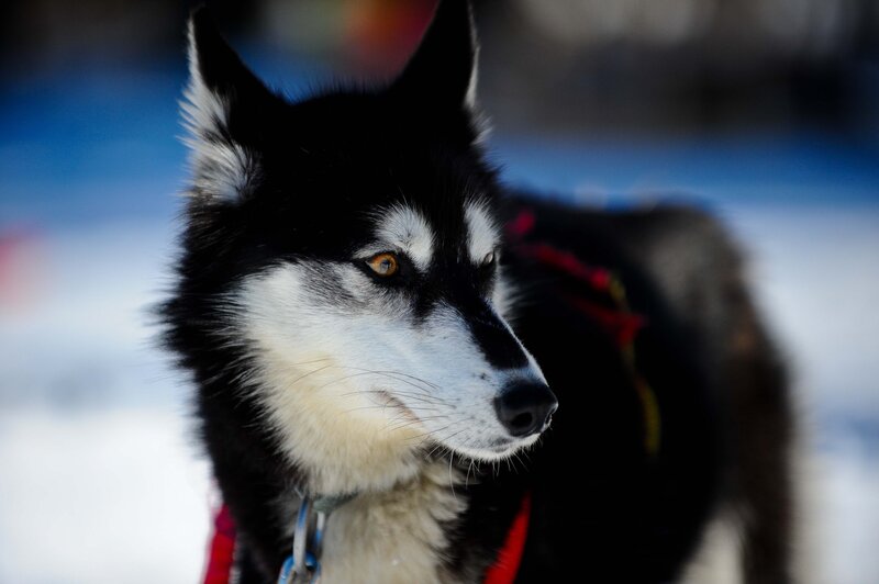 Black and White Husky — Focused, Winter, Photograph