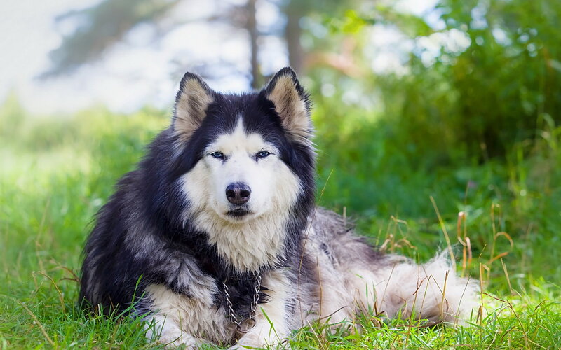 Black and White Husky — Green, Calm