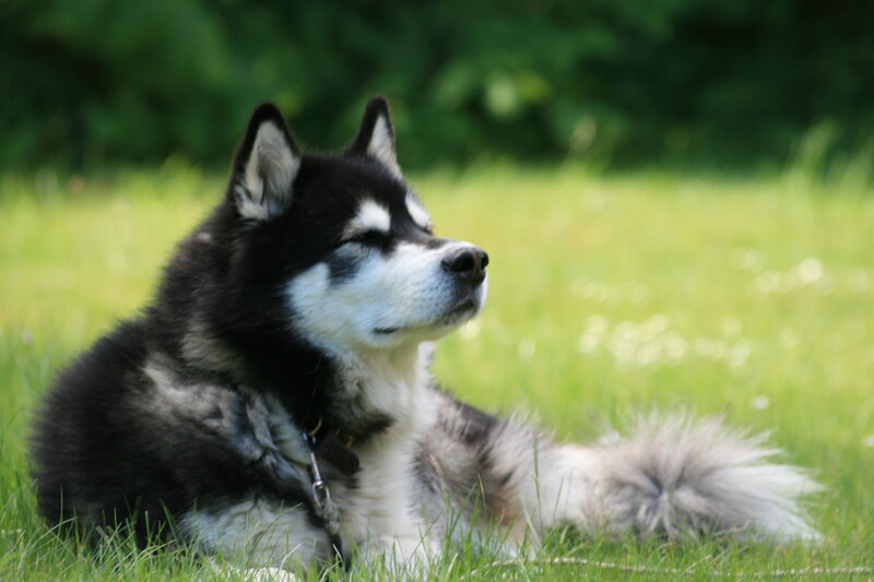 Black and White Husky — Green
