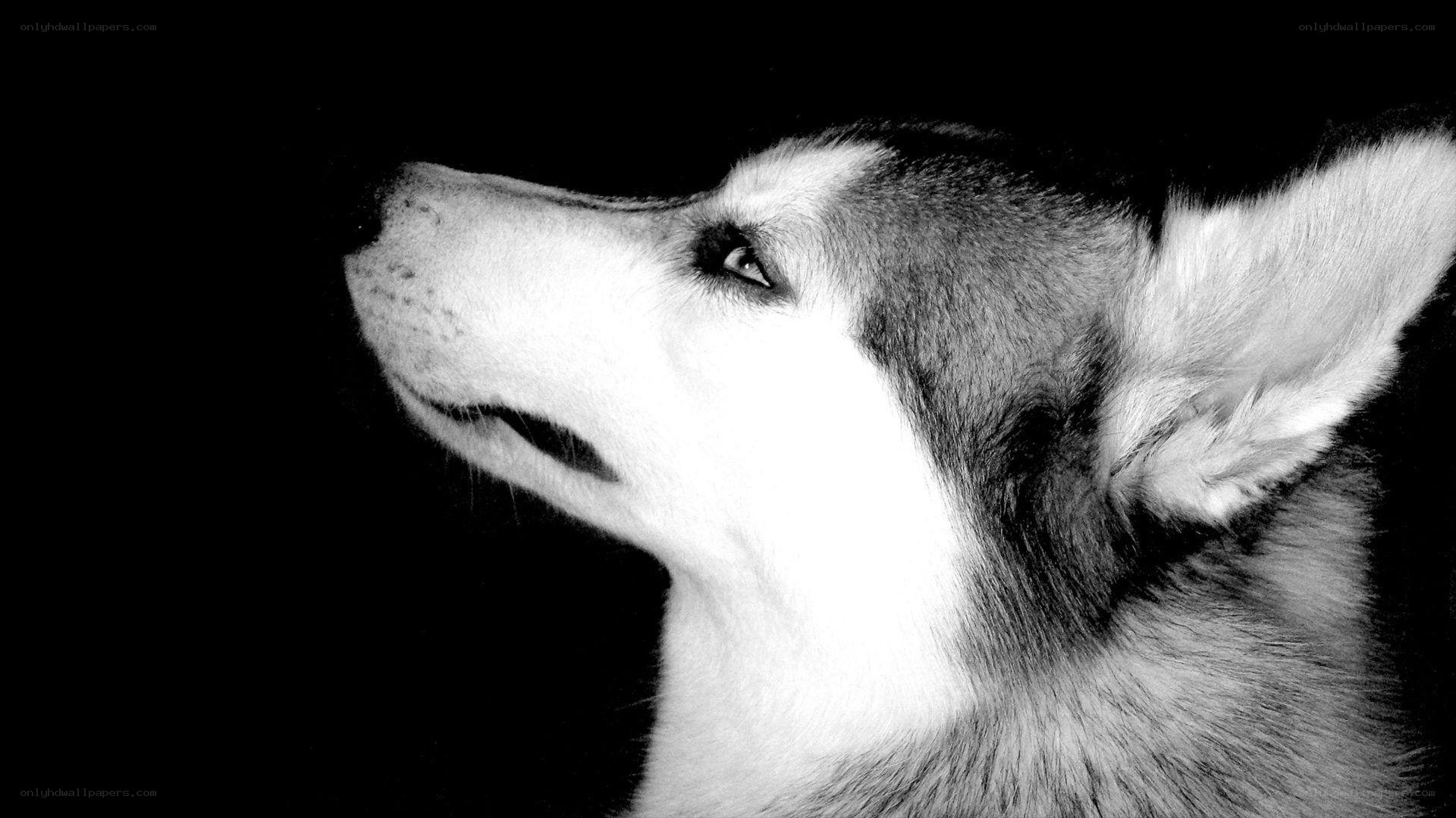 black and white husky portrait