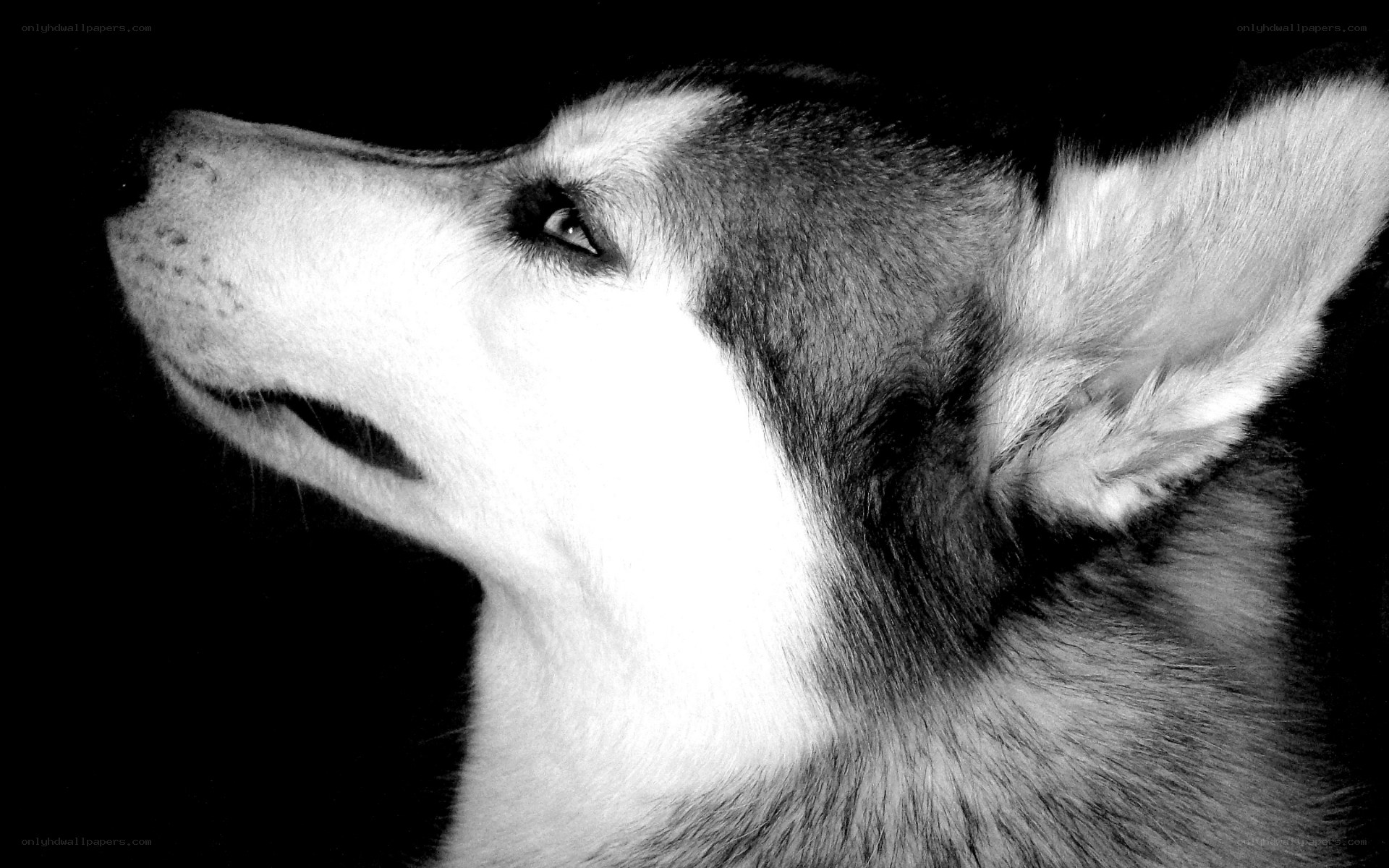 black and white husky portrait