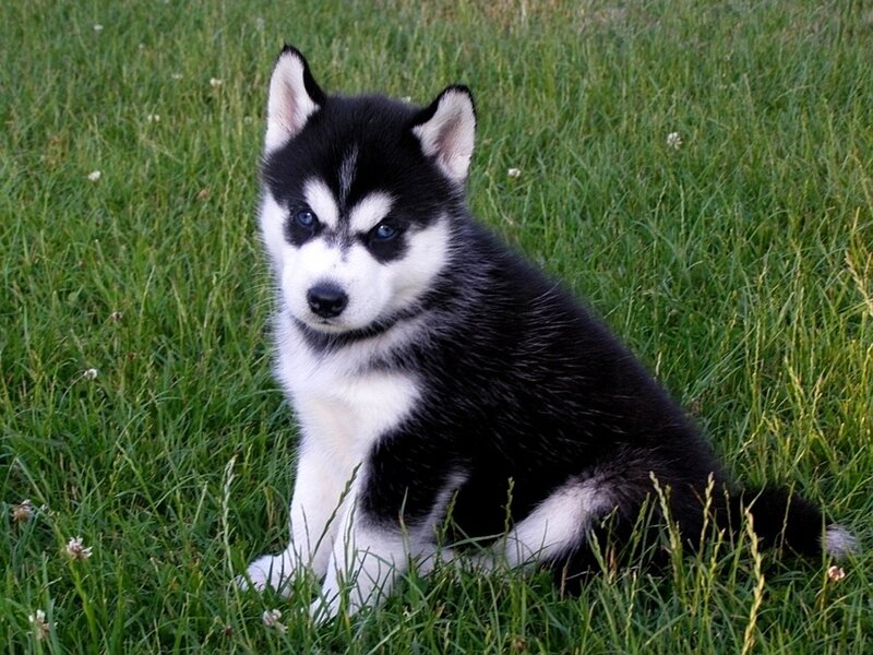 black and white husky puppy