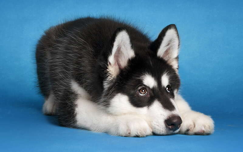 Black and White Husky Puppy — Blue