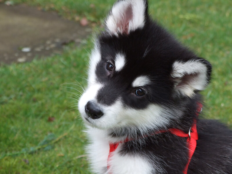 Black and White Husky Puppy — Calm, Afternoon, Photograph
