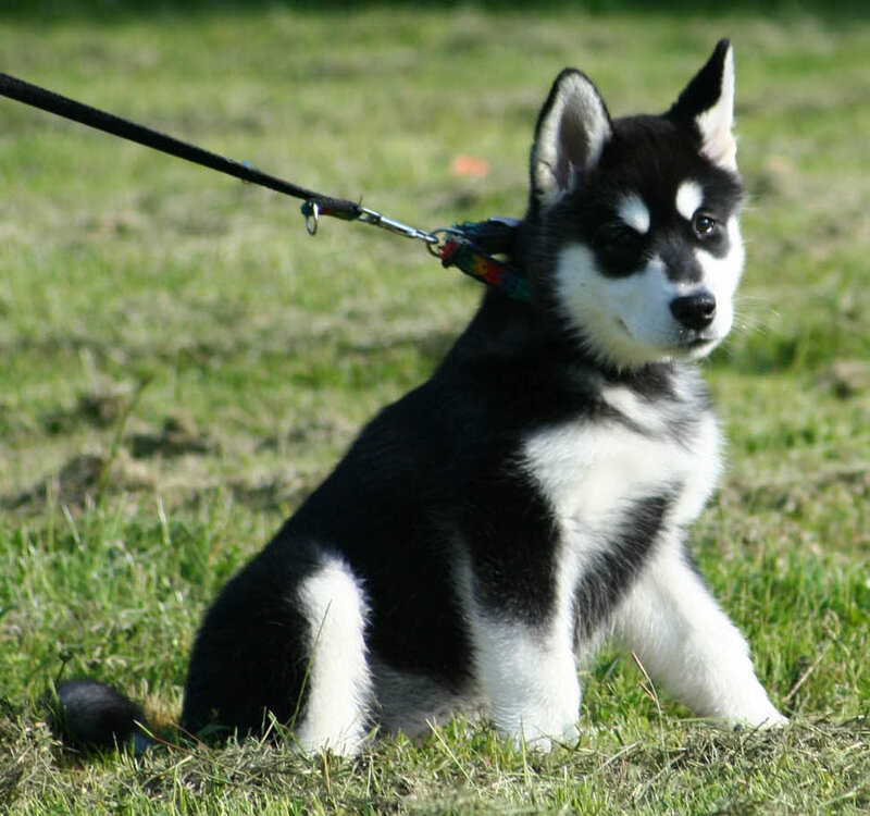 Black and White Husky Puppy — Calm, Afternoon