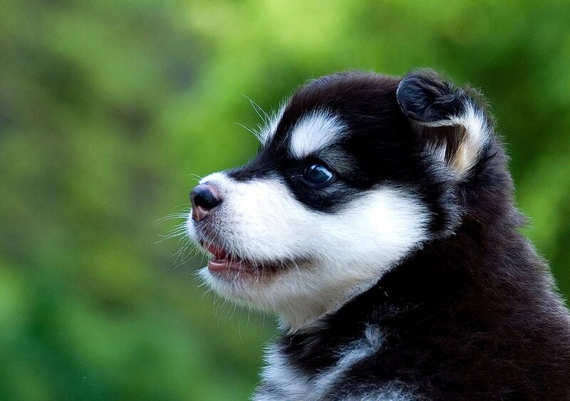 Black and White Husky Puppy — Calm