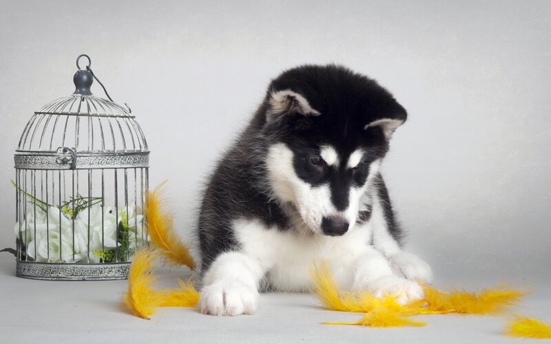 Black and White Husky Puppy — Gray