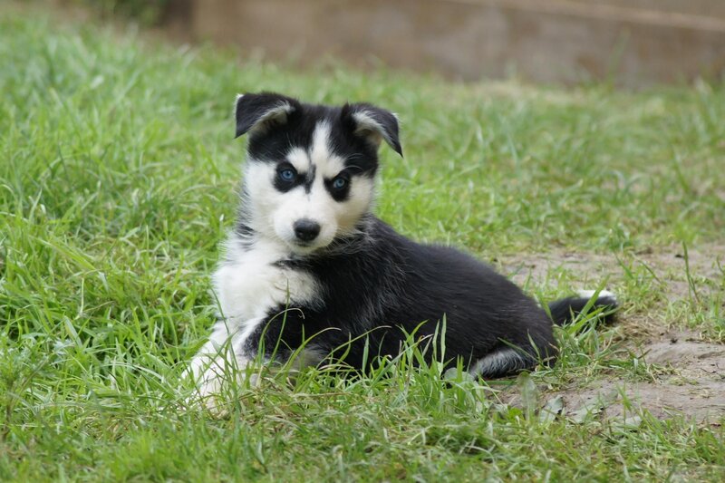 Black and White Husky Puppy — Green, Calm