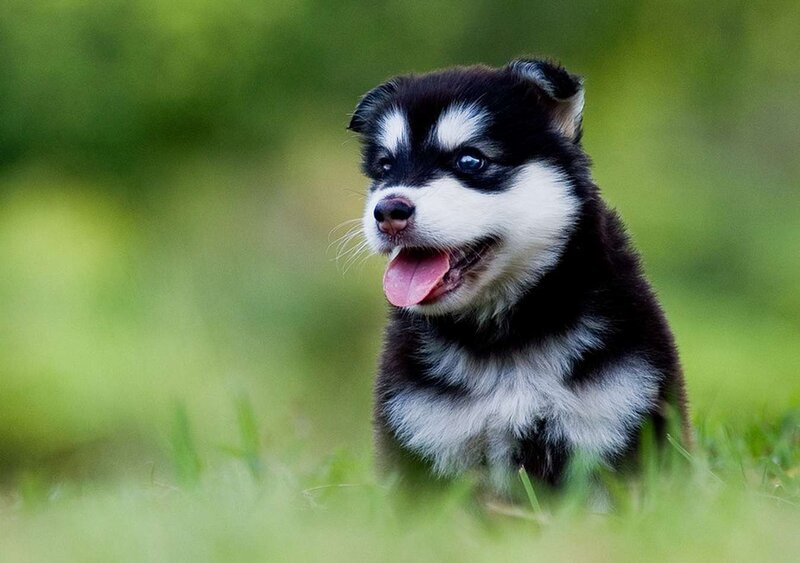 Black and White Husky Puppy — Green