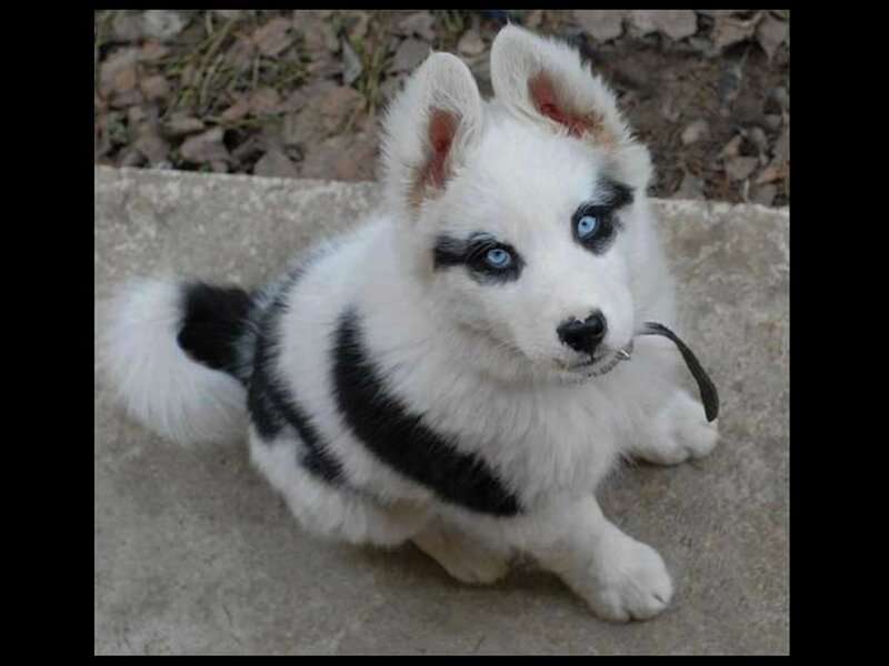 Black-and-white Husky Puppy — White