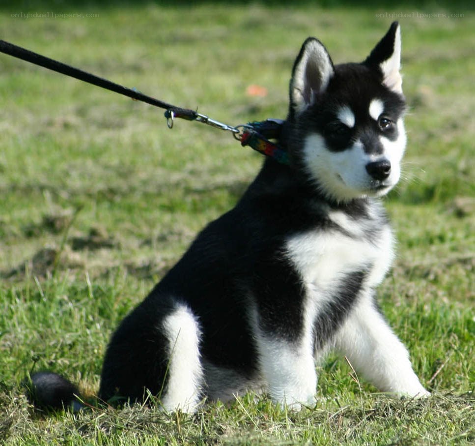 black and white husky puppy