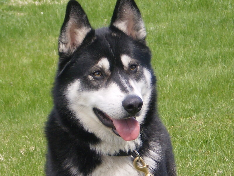 Black and White Husky