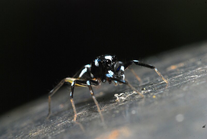 black and white jumping spider