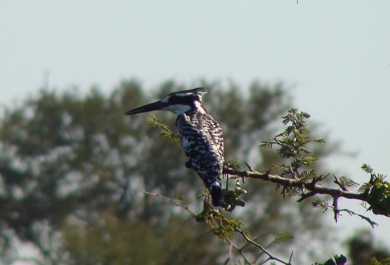Black-and-white Kingfisher