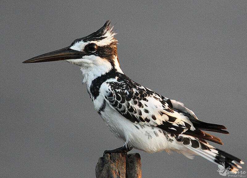 Black-and-white Kingfisher — White