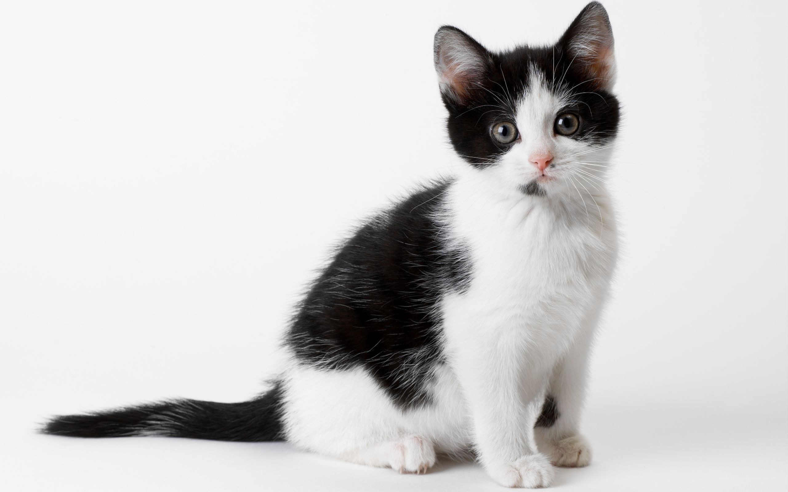 black and white kitten