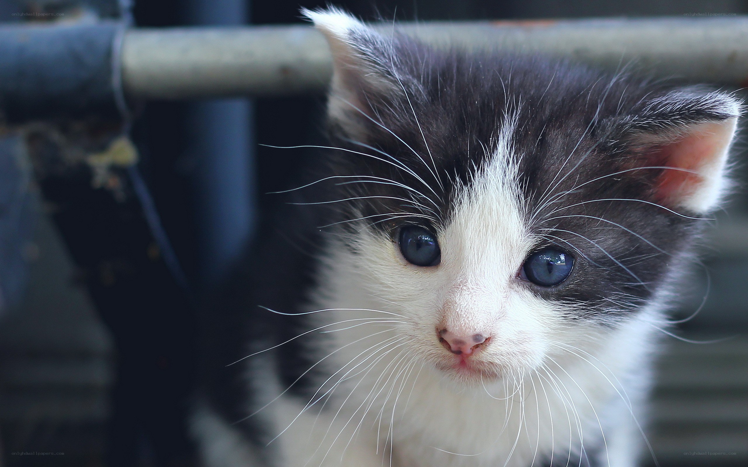 black and white kitten