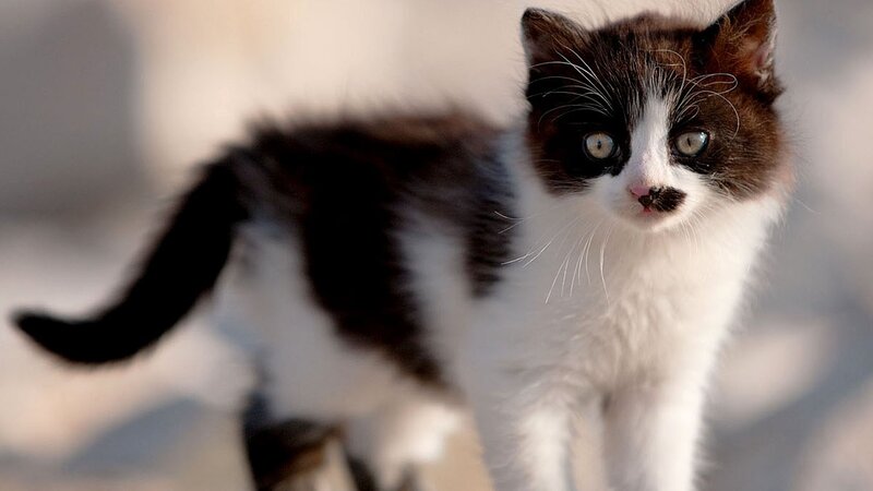 black and white kitten