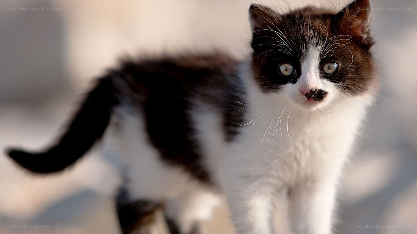 black and white kitten