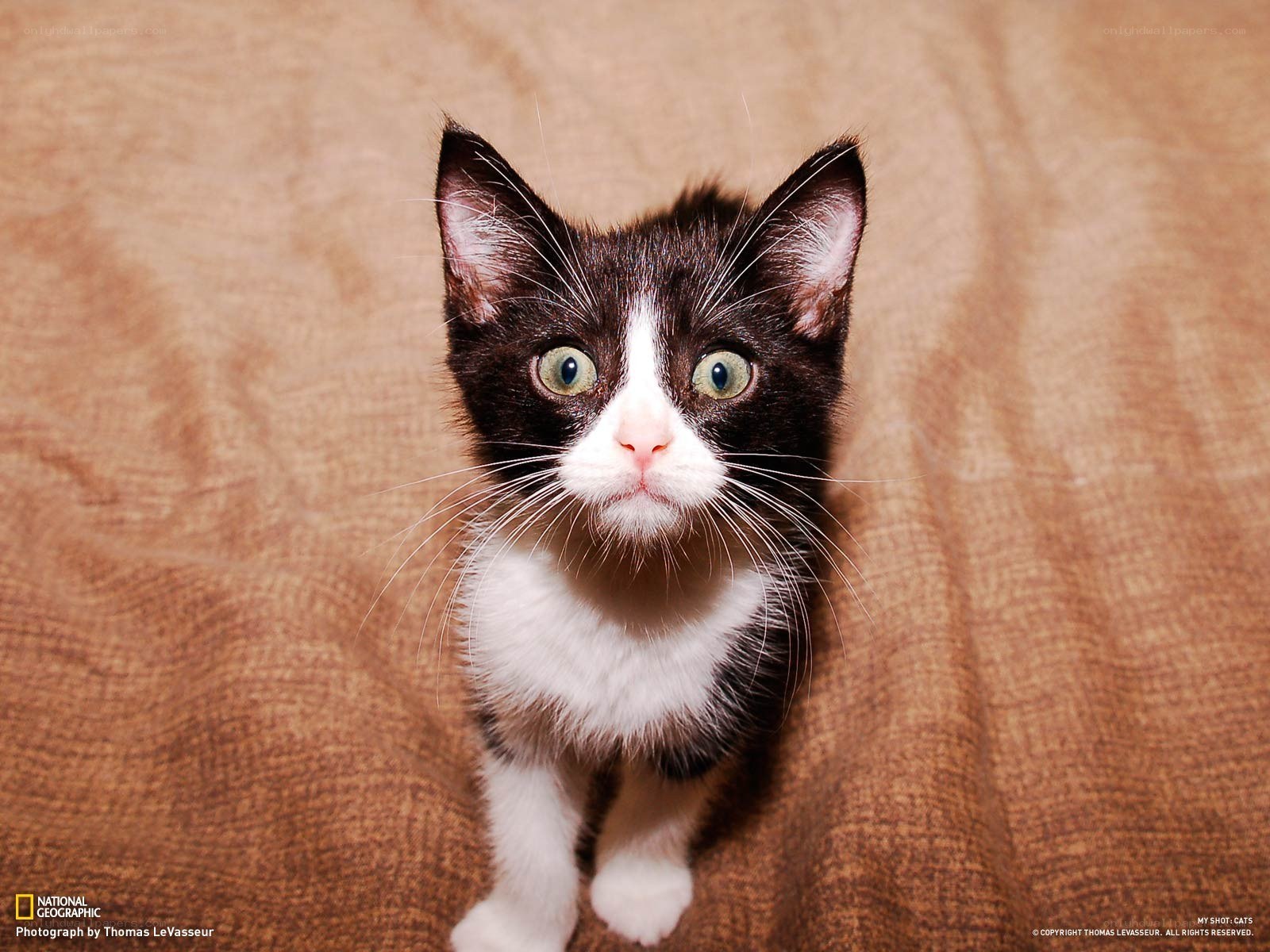 black and white kitten