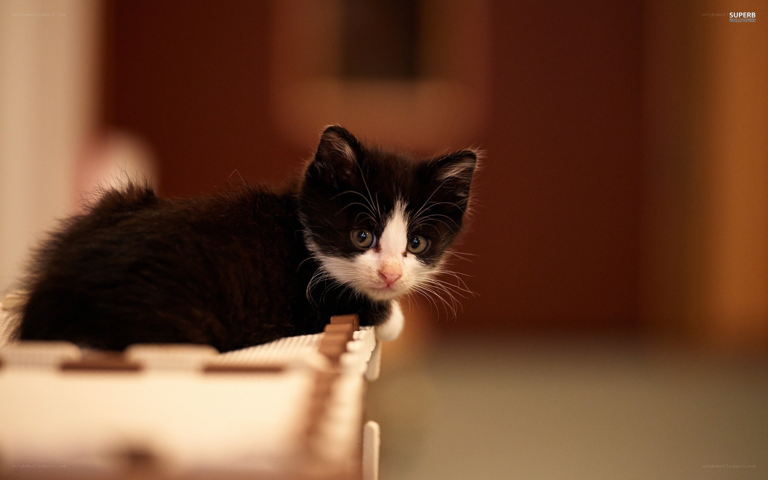 black and white kitten