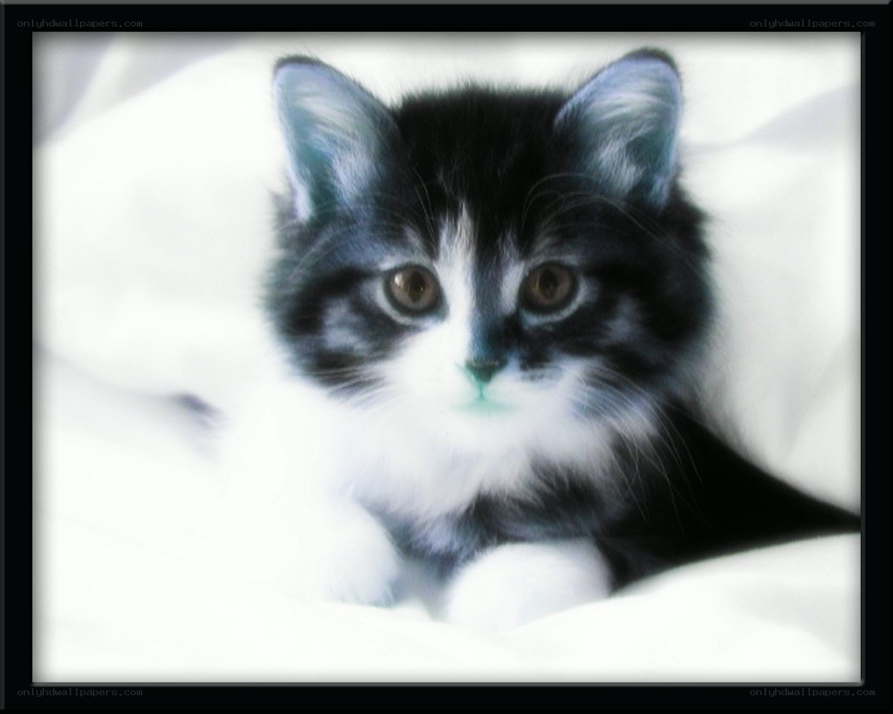 black and white kitten