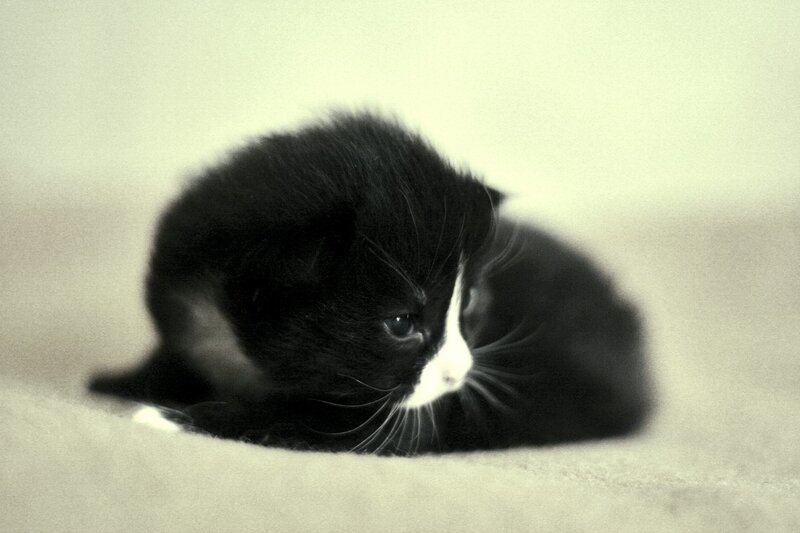 black and white kitten