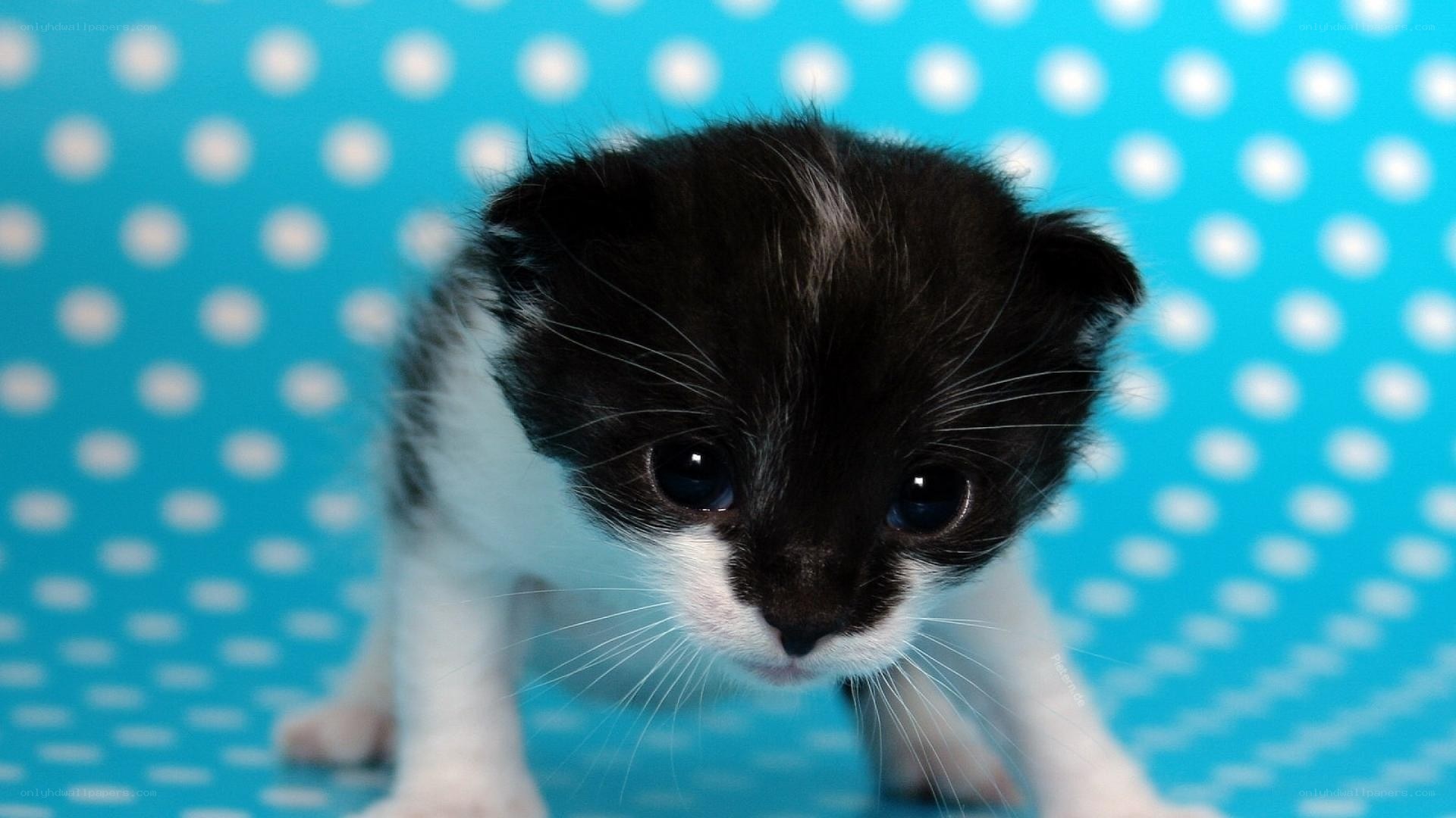 black and white kitten