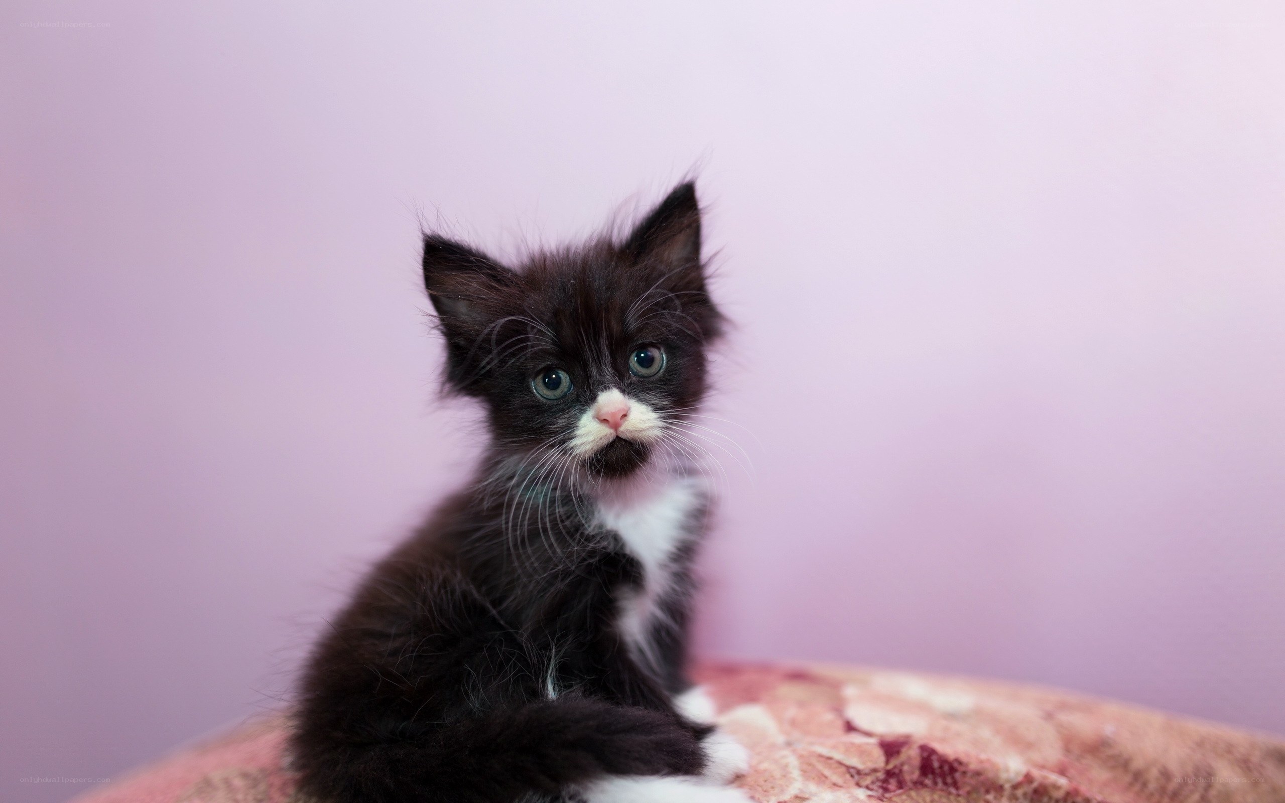 black and white kitten