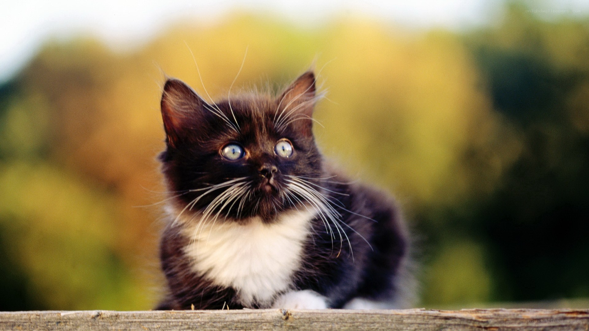 black and white kitten