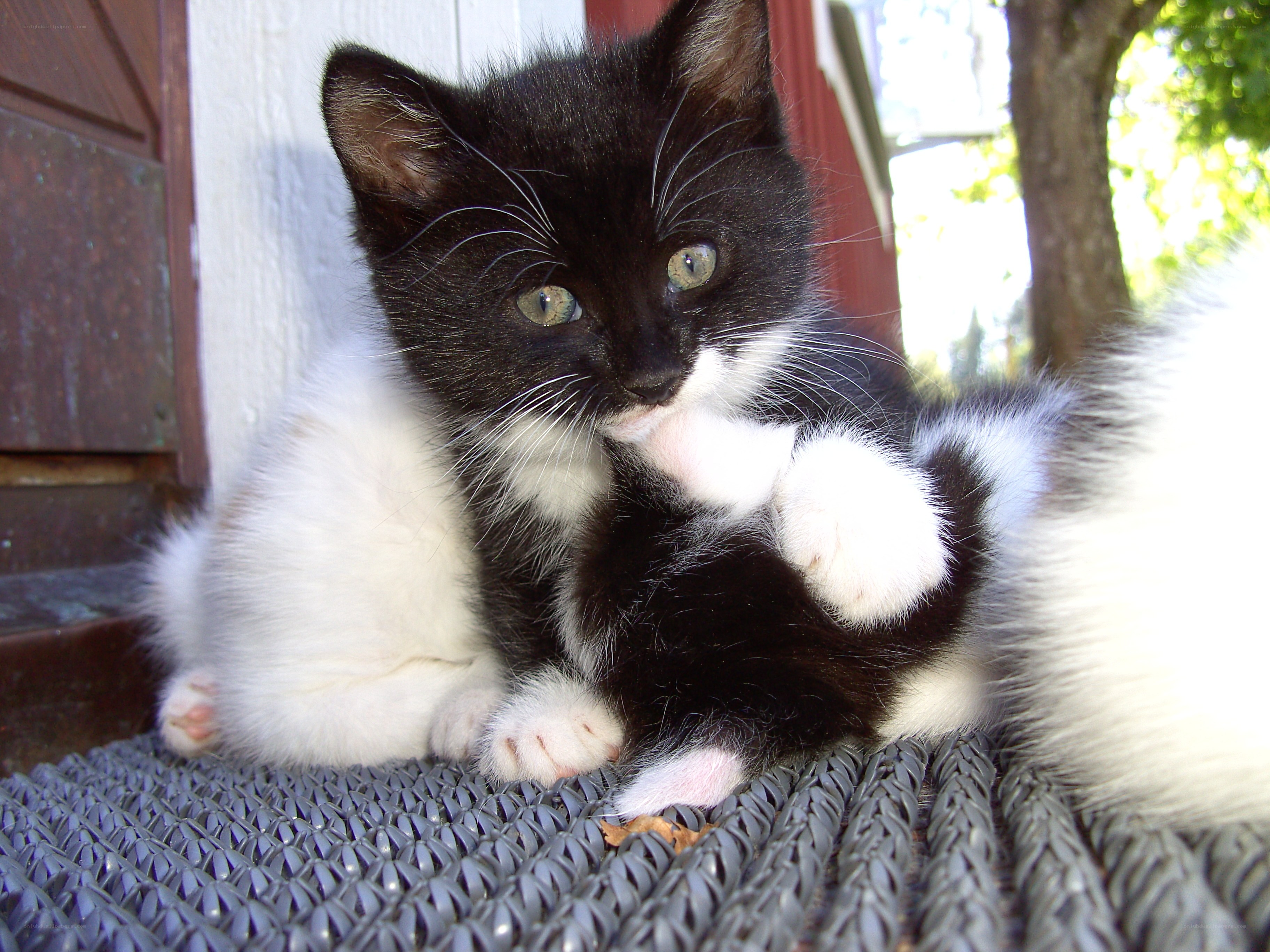 black and white kitten