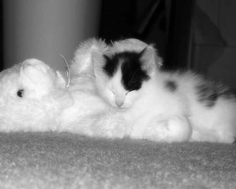 Black-and-white Kitten — Black