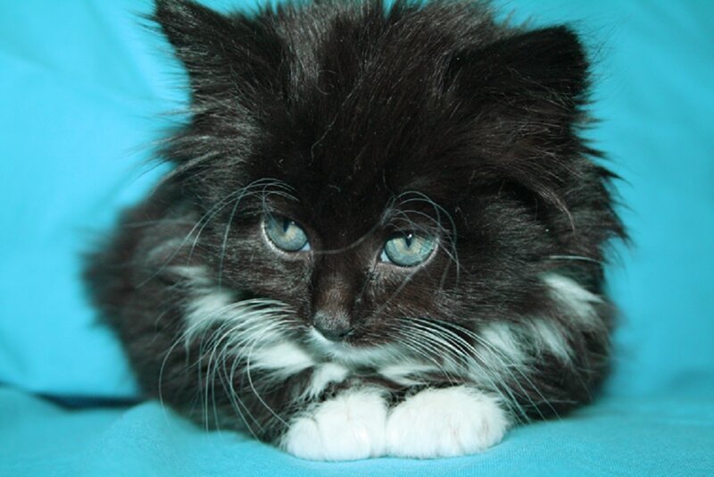 Black and White Kitten — Blue, Calm
