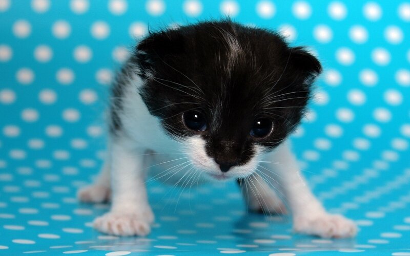 Black and White Kitten — Blue, Innocent, Photograph
